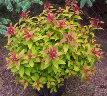 Tawuła japońska (Spiraea japonica) Magic Carpet [Walbuma]